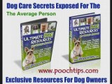 Dog Behavorial Solutions For Owners