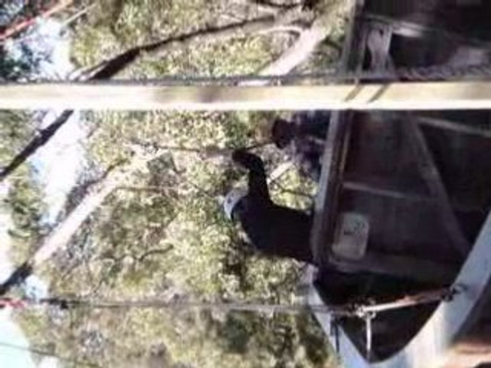 Flying Fox