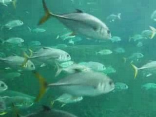 Les dents de la mer chez les chtis