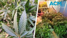 Nearly $3million worth of cannabis seized