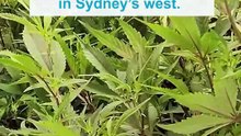 Nearly $3million worth of cannabis seized