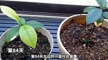耗时851天记录金桔种子长成小树还得多久_video