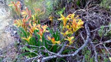 Gardening Australia S37E23