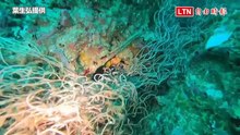 海中生物難逃魔掌！潛水業者曝：七美「死亡長城」綿延1公里