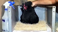 Quand une poule cache un serpent sous elle dans le poulailler