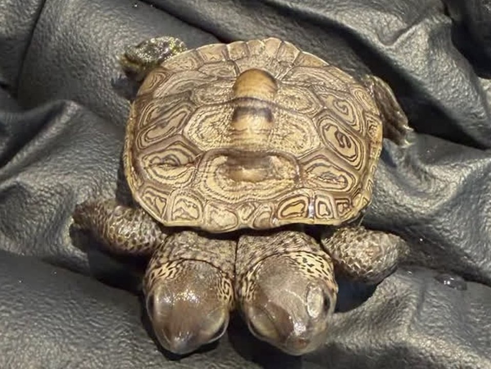 Schildkröte mit zwei Köpfen entdeckt