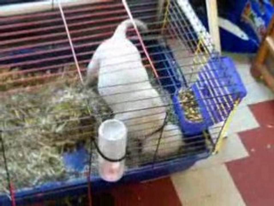 lapin contre un chiot