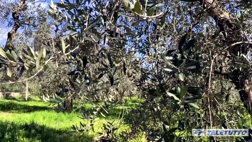 Video News - Torna l'olio d'oliva bresciano