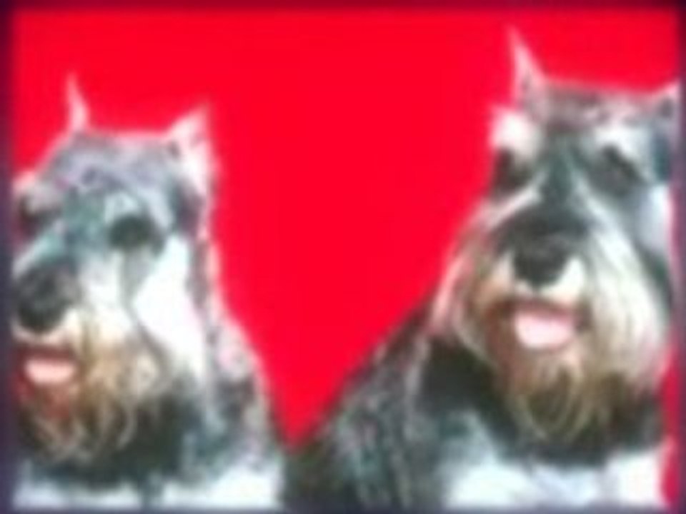 Dog trainer Internet Marketing Online Video Advertising