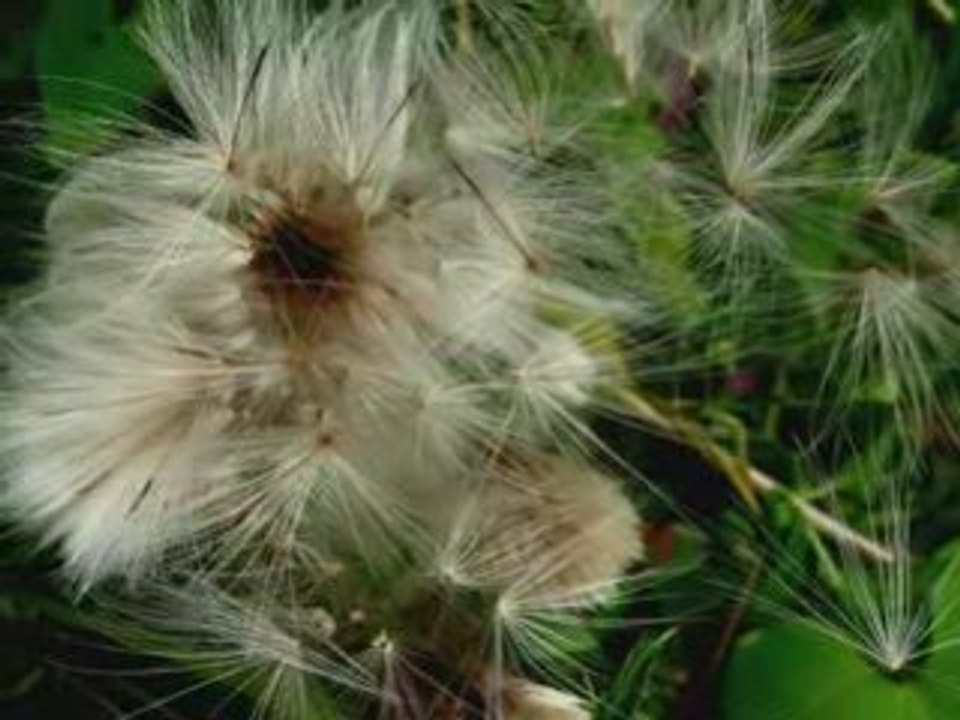 Le pré des Nonnettes -Marchiennes