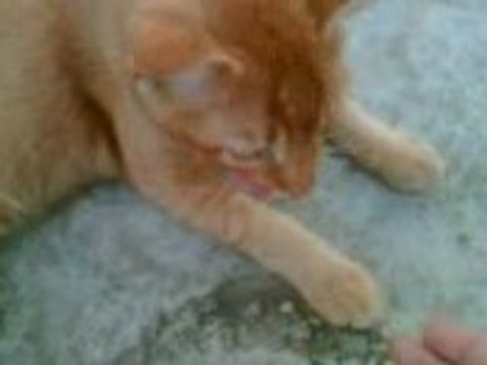 Afternoon kat