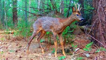 Hidden Trail Camera Captures a Roe Deer Family in the Forest
