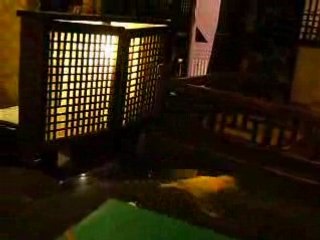 Ca se vole dans les plumes