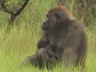 Gorillas in our midst