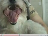 Scientists have found that dogs can catch yawns from humans