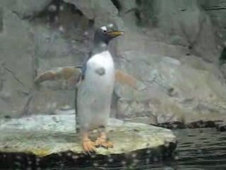 Acquario di genova: video pinguini