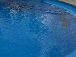 dauphins marineland