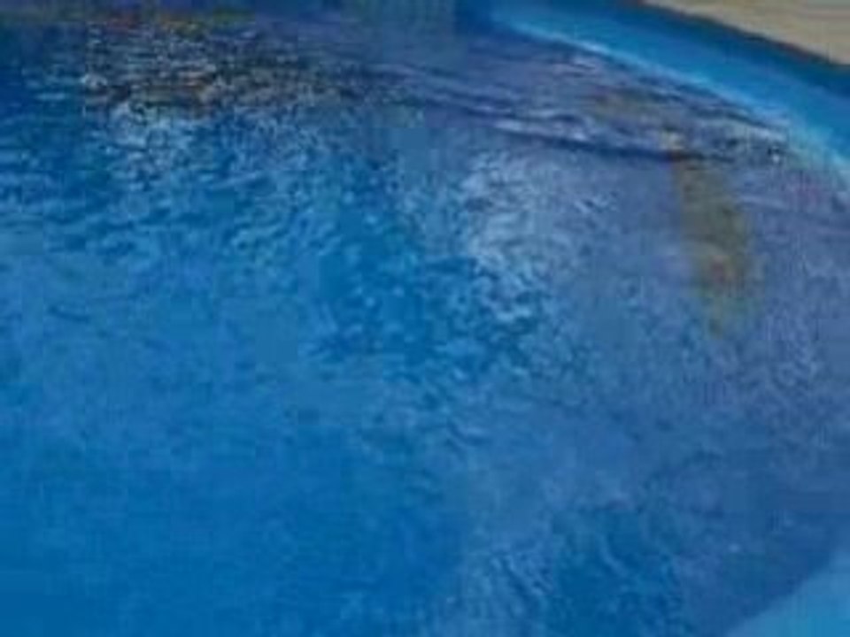 dauphins marineland