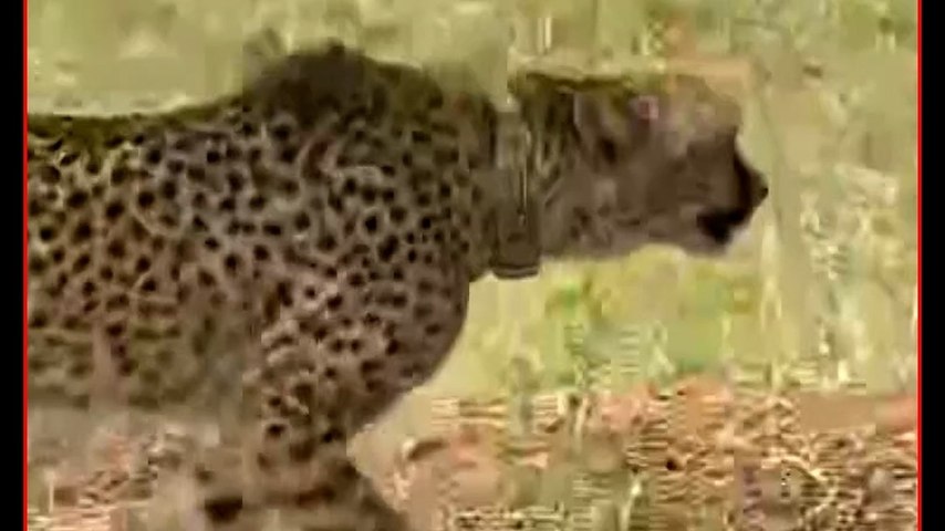 प्रोजेक्ट चीता को बड़ा झटका, कूनो में नामीबियाई चीते 'गौरव' ने तोड़ा दम