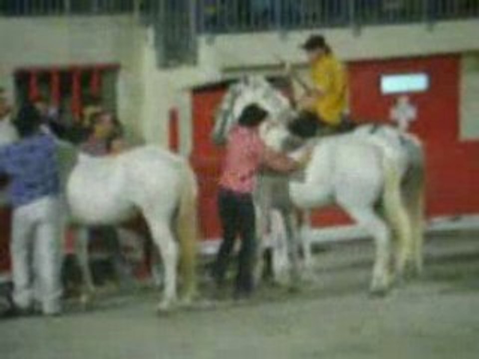 SAUT DE CHEVAL A CHEVAL DADOU