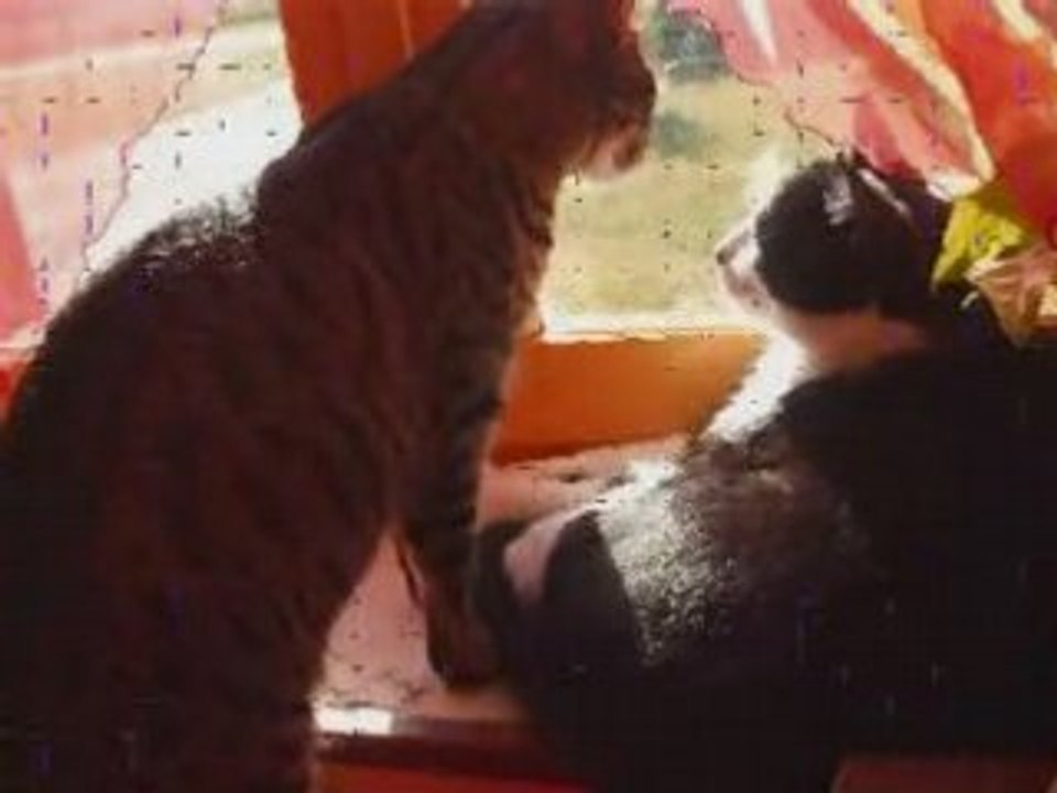 La suite des aventures d'hermione et ses amis