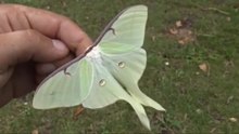 what happens if a vampire moth bites you ?