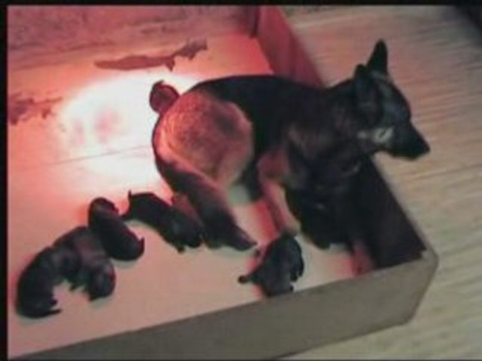 Chiots vodka le 6 aout 2008