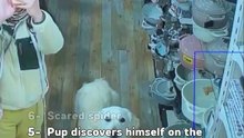 Ranking bests (AnimalsBeingDerps)