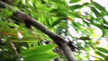 Wild kratts S3E25 - Golden Bamboo Lemur