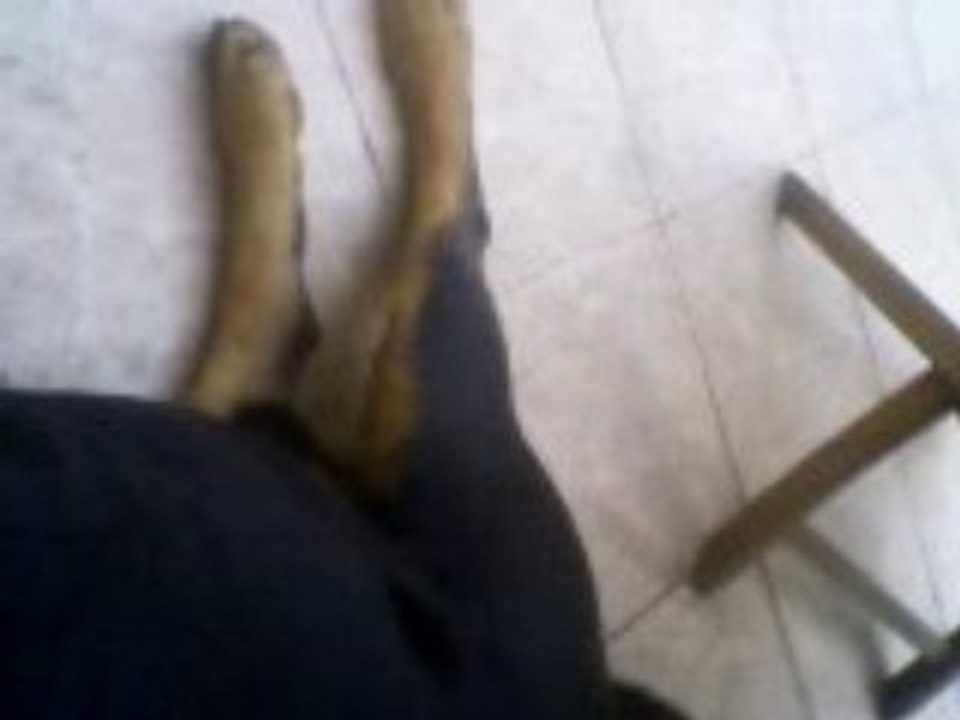 MON AMOUR DE ROTTWEILER 3