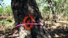 YiSSA closure sparks safety concerns for vulnerable dialysis patients at Darwin short-stay facility