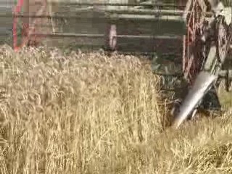 Moisson 2008 Claas Matador giant 1962 II