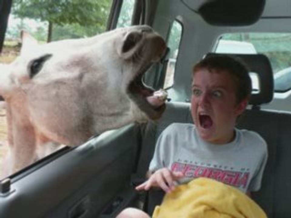 ptite z'images drôle