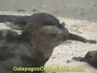 Iguanas and Flamingos in The Galapagos (tour video)