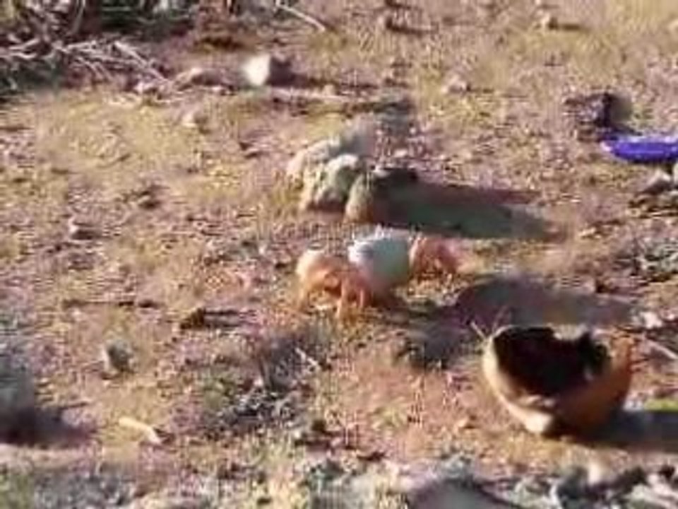 Crabillon de Plum Bay, Saint Martin