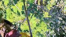 This Is What REAL Forest Honey Looks Like