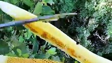 Nobody Told Me Forest Honey Could Look Like This!