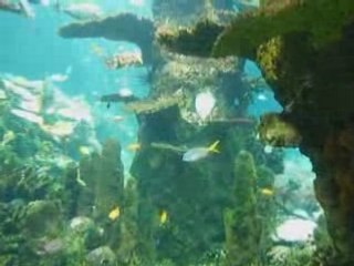 Tiot est ébloui par les couleurs des poissons