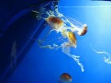 Acquario di genova: video meduse
