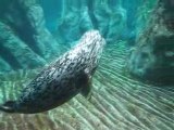 Acquario di Genova: video foche