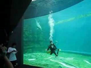 Acquario di Genova: video delfini 2