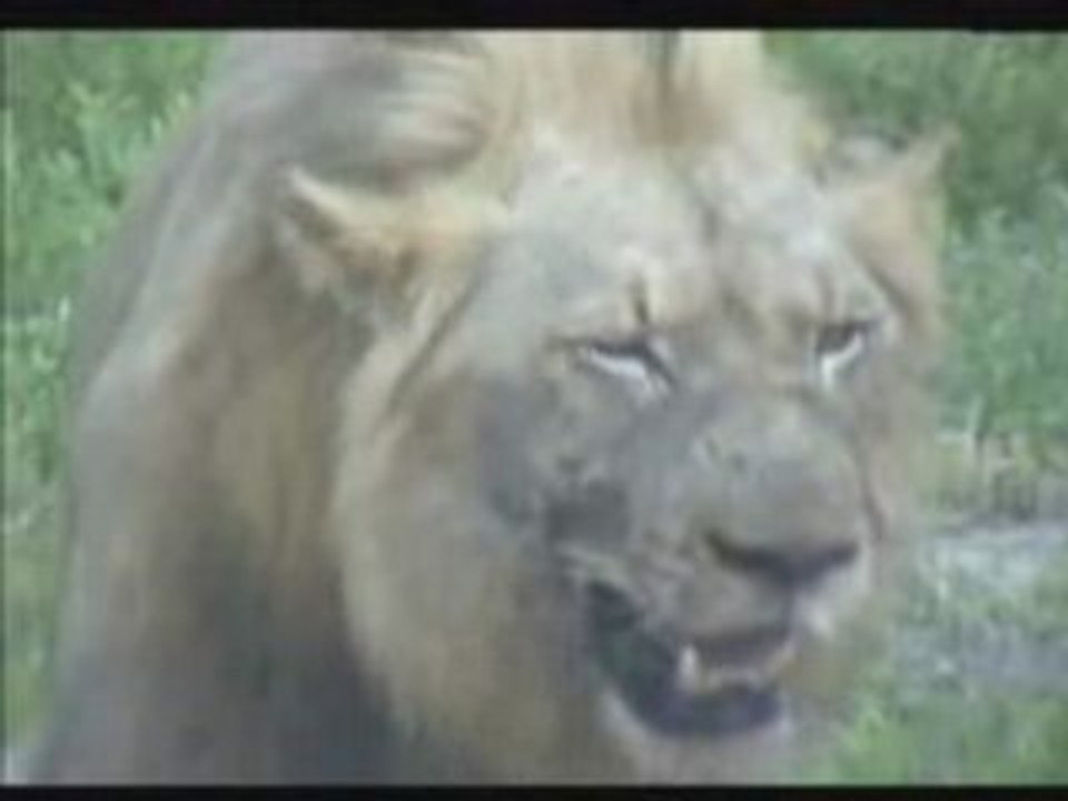 Lion kill On Live Web camera