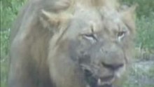 Lion kill On Live Web camera