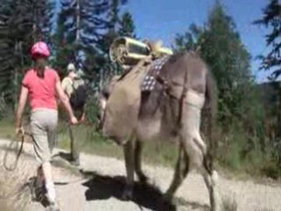 Balade en Ardèche à dos d'ânes