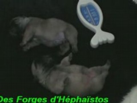 Bébés Buffy 3 jours