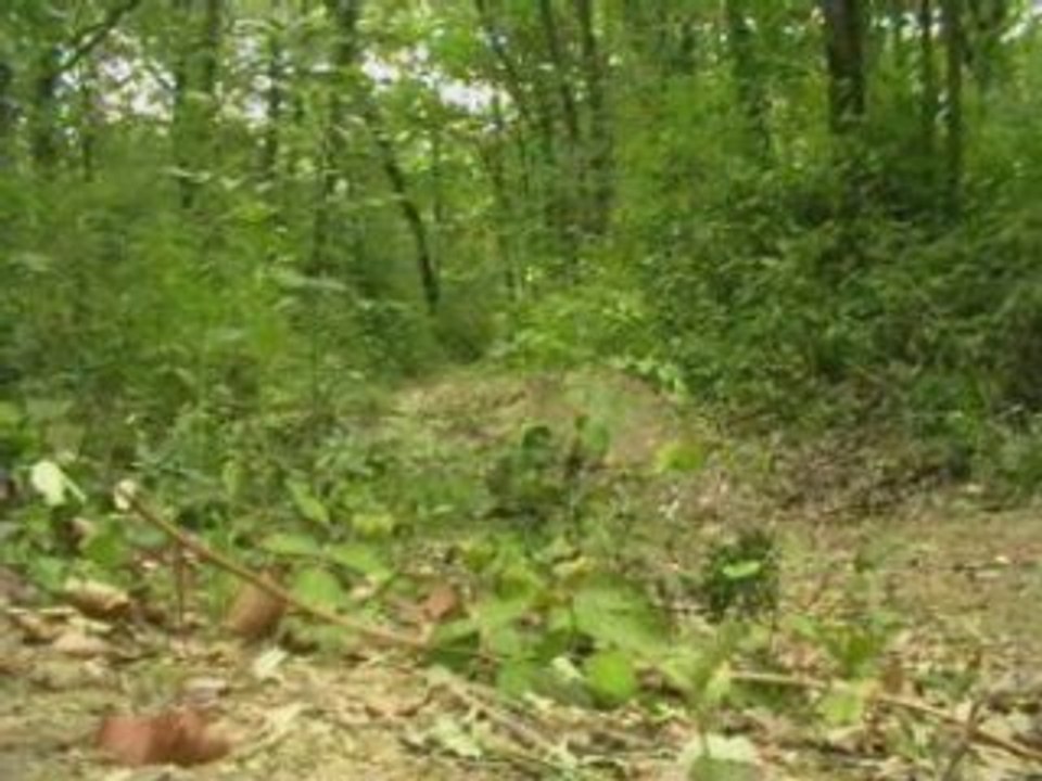 Foret single