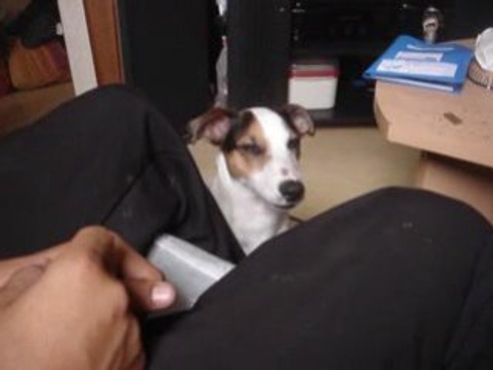 TAZ