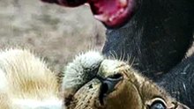 O ANIMAL QUASE IMORTAL: O TEXUGO-DO-MEL NÃO TEM MEDO DE COBRAS! 😱🐍