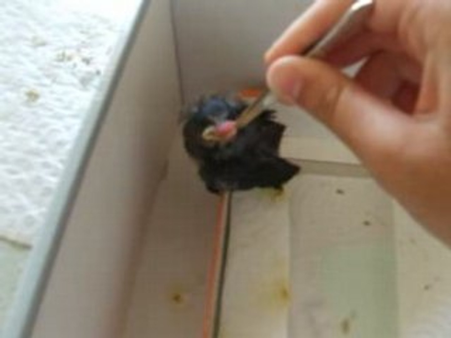 Nourrissage Bebe Hirondelle Tombee Du Nid Video Dailymotion