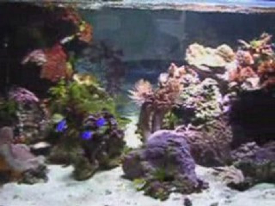 Aquarium Marin 850 Litres
